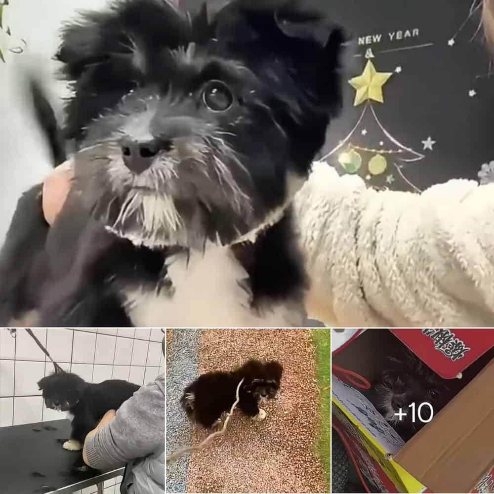 From Streets To Smiles A Stray Puppy’s Journey To Finding A Loving Home