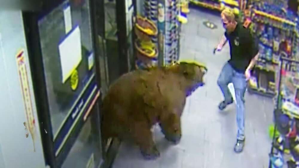Giant Candy Loving Bear Repeatedly Raids California Gas Station