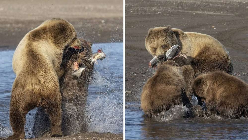 Grizzly Bears Clash Over Fish In Dramatic Alaskan Encounter