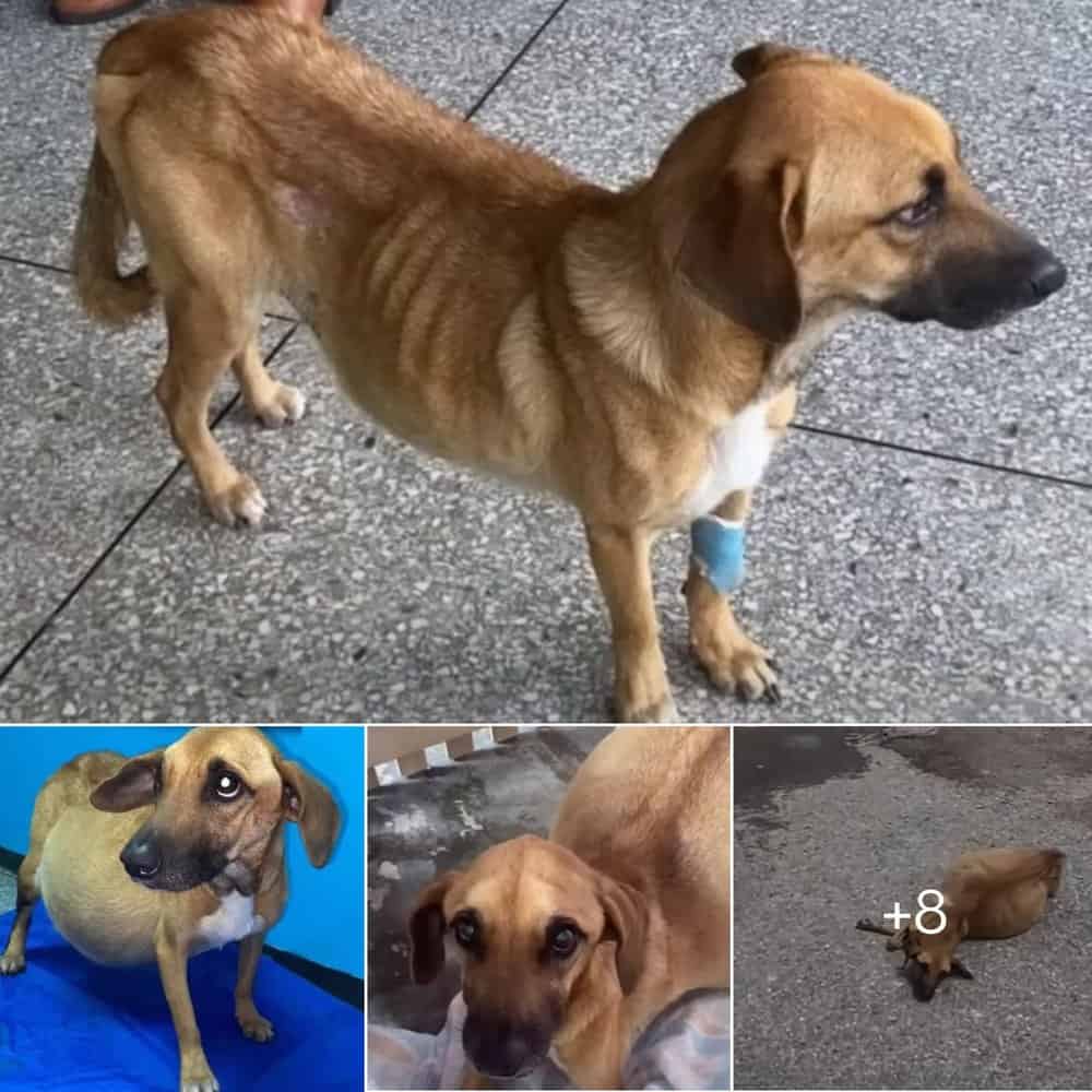 Heartbreaking Rescue Abandoned Pup Mistaken As Pregnant Finds Hope
