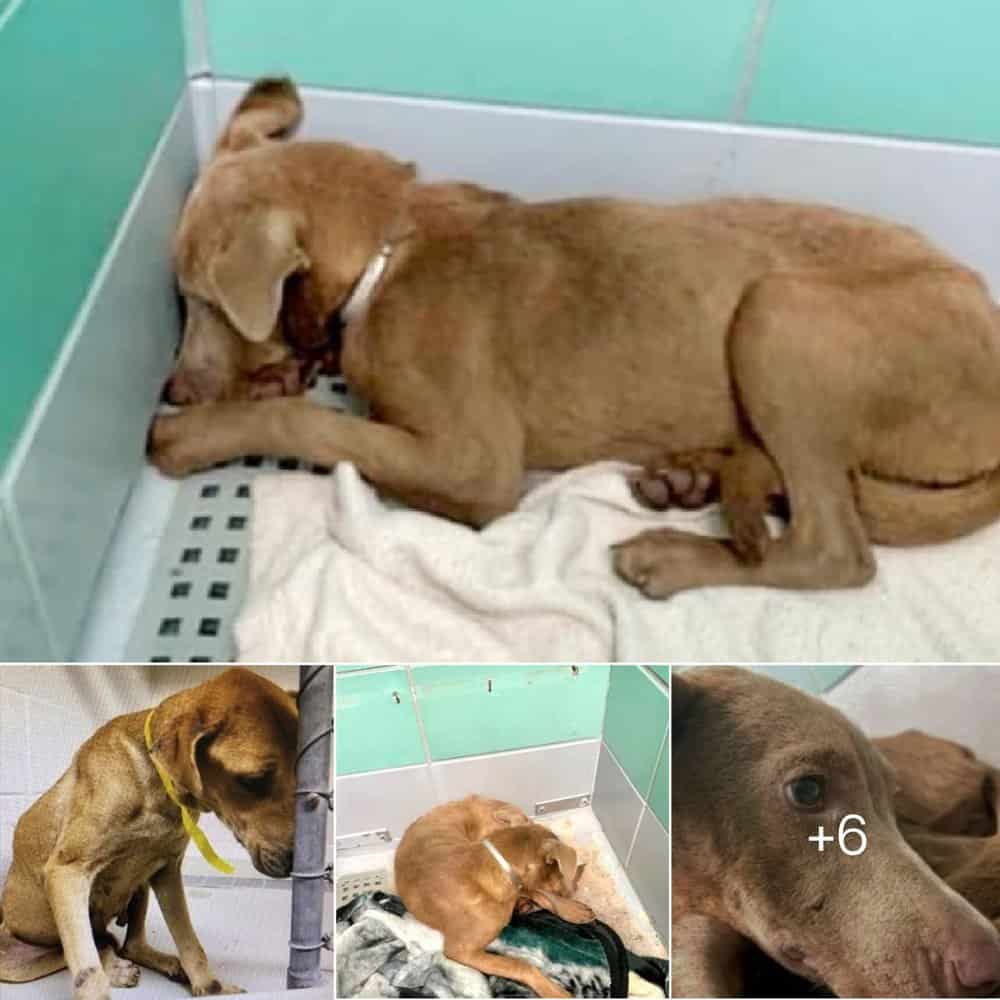 Heartbreaking Story Fearful Puppy Returned To Shelter, Needs A New Hope