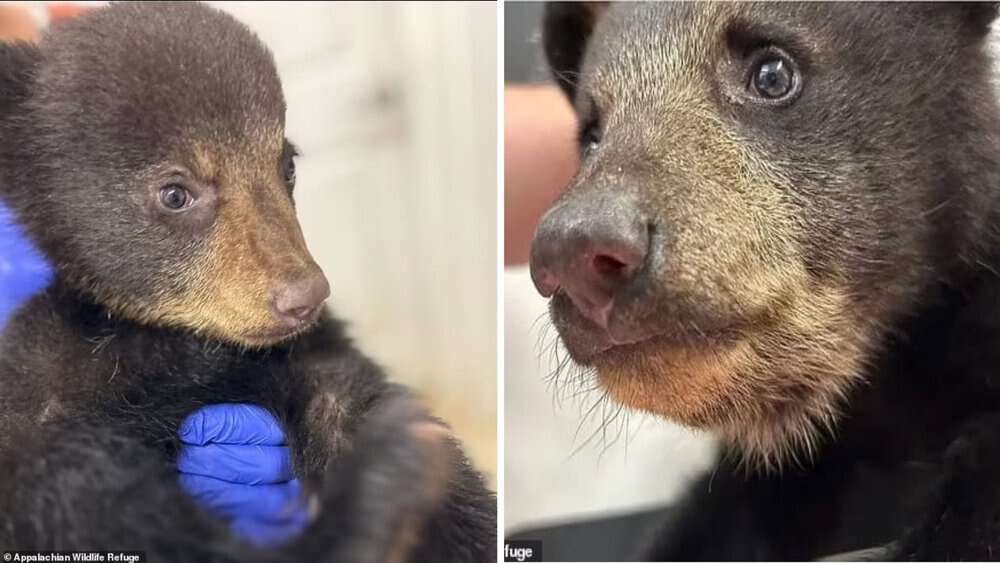 Heartbreaking Tale Of Bear Cub Tormented For Selfies Finds Hope In Animal Refuge
