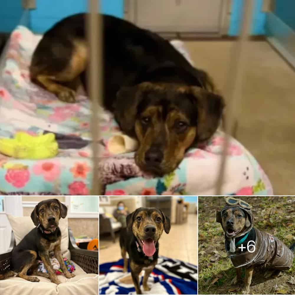 Heartfelt Story Of Andy The Pup Seeking A Second Chance