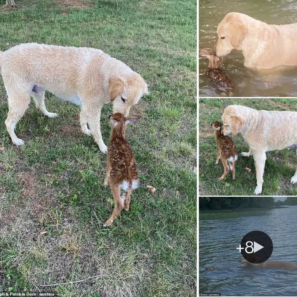 Heartwarming Brave Goldendoodle Saves Baby Fawn From Drowning