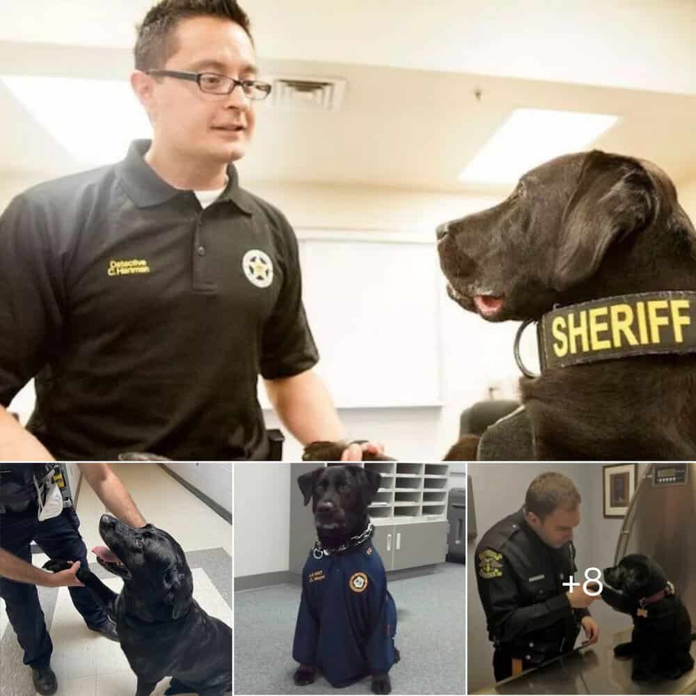 Heartwarming Moment Abandoned Puppy Wins Over Police Officer’s Heart