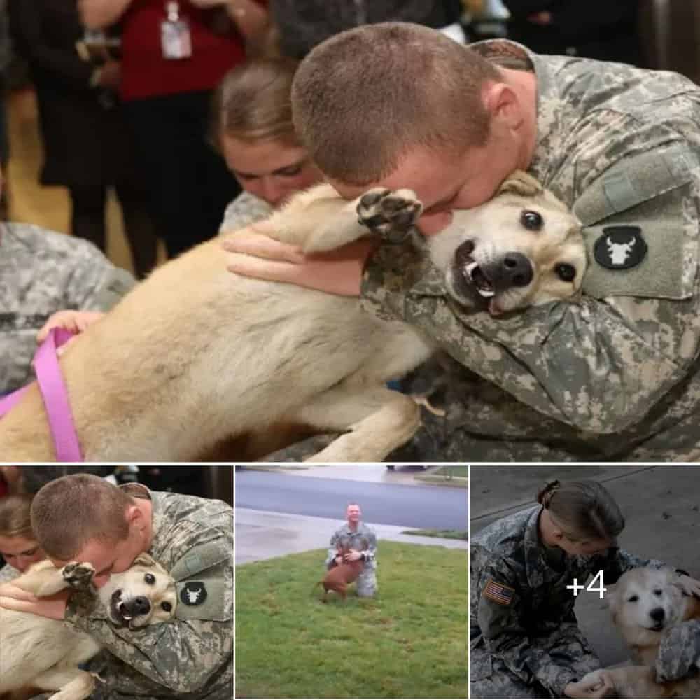 Heartwarming Moment Old Dog Weeps Tears Of Joy At Owner's Return From War
