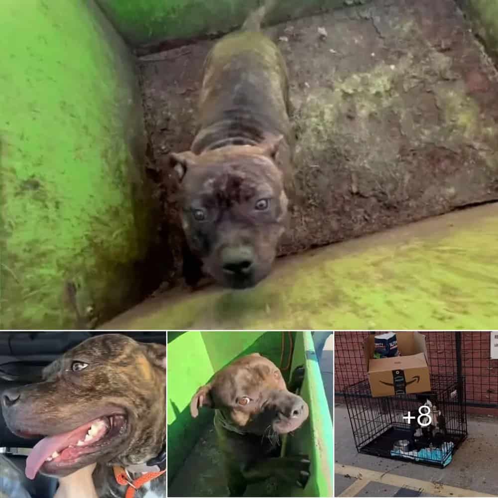 Heartwarming Rescue Adorable Pup Found In Dumpster Gets A Second Chance