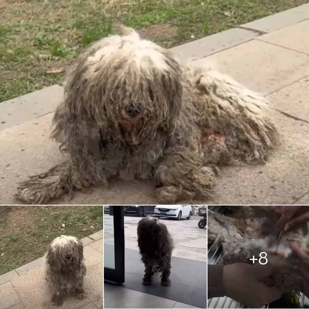 Heartwarming Rescue From Injured And Abandoned To Living The Dream One Pups Journey