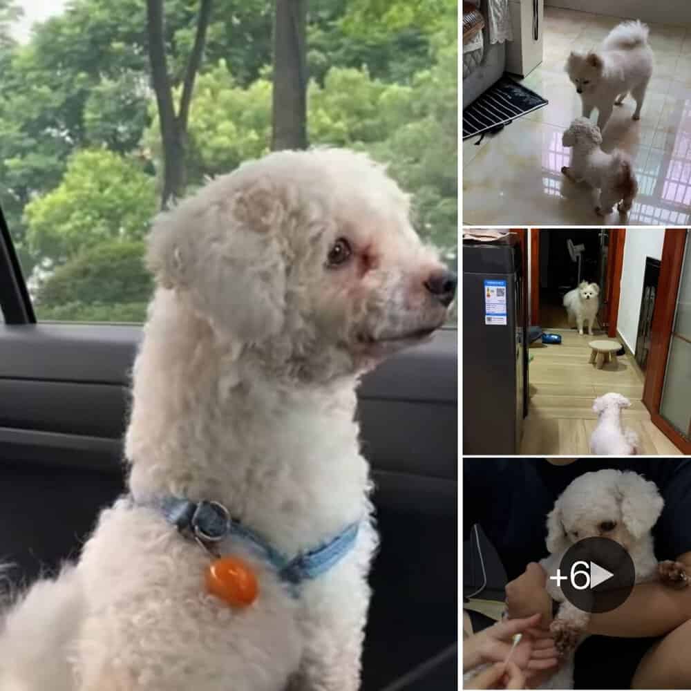 Heartwarming Rescue Loyal Puppy Refuses To Be Abandoned And Finds New Family