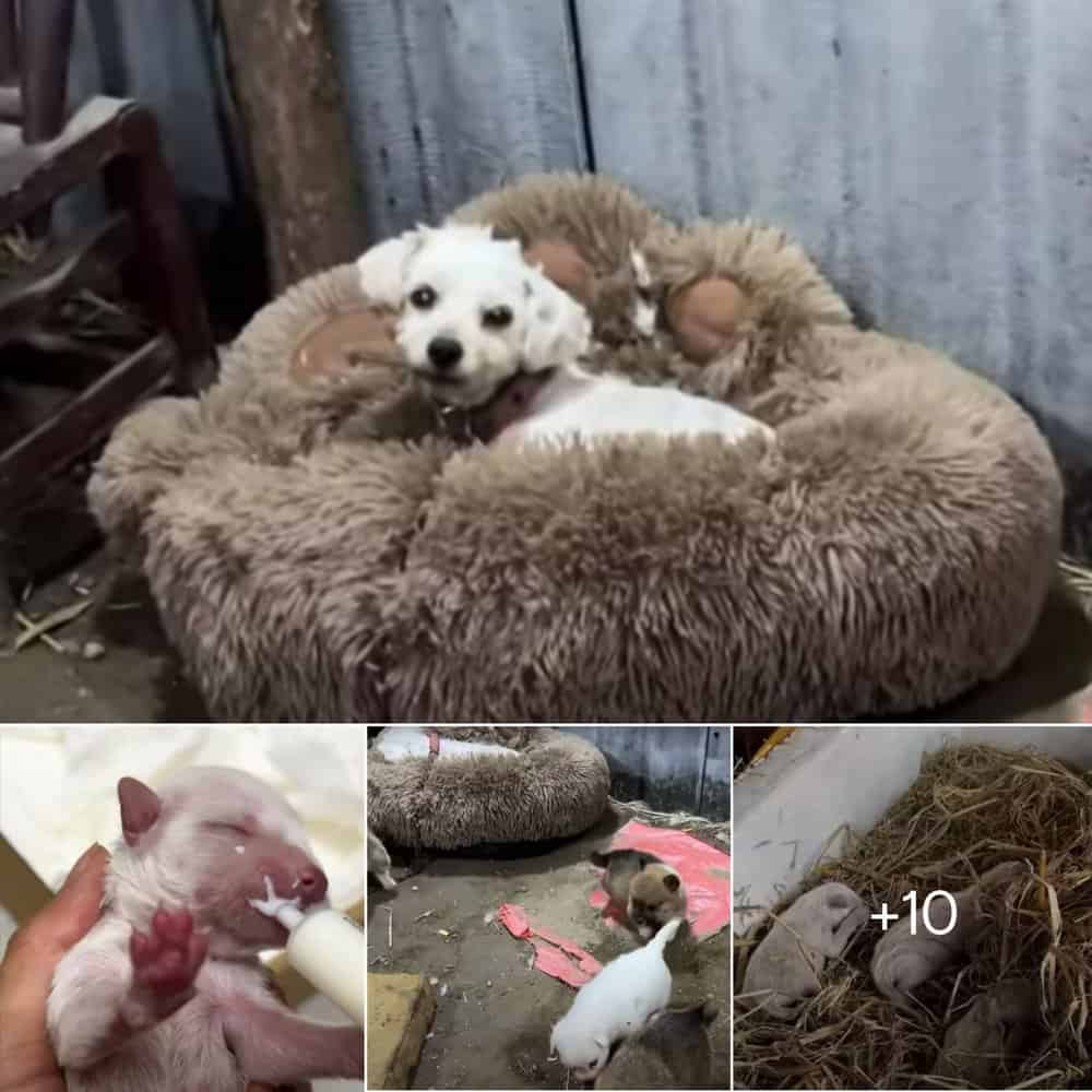 Heartwarming Rescue Mama Dog Liberated From Chains To Care For Her Puppies