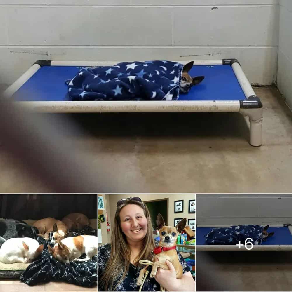 Heartwarming Rescue Senior Chihuahua Finds New Life After Losing Owner