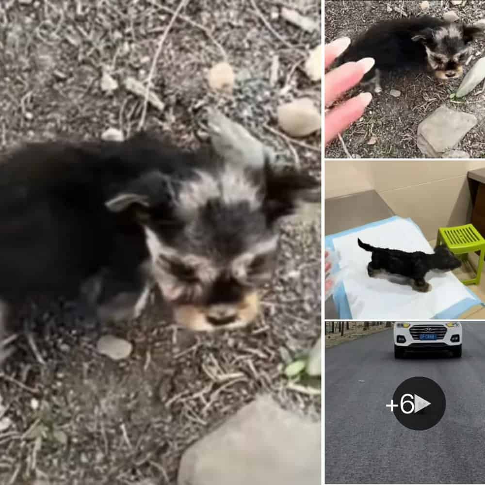 Heartwarming Rescue Stray Puppy Saved From Highway