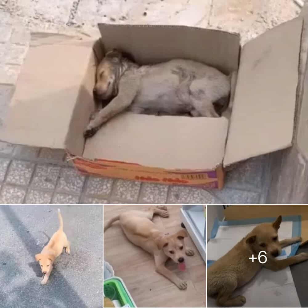 Heartwarming Rescue Tiny Puppy Found Abandoned, Makes Miraculous Recovery