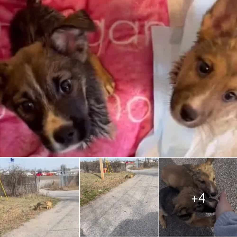 Heartwarming Rescue Woman Saves Abandoned Puppies Found On Roadside
