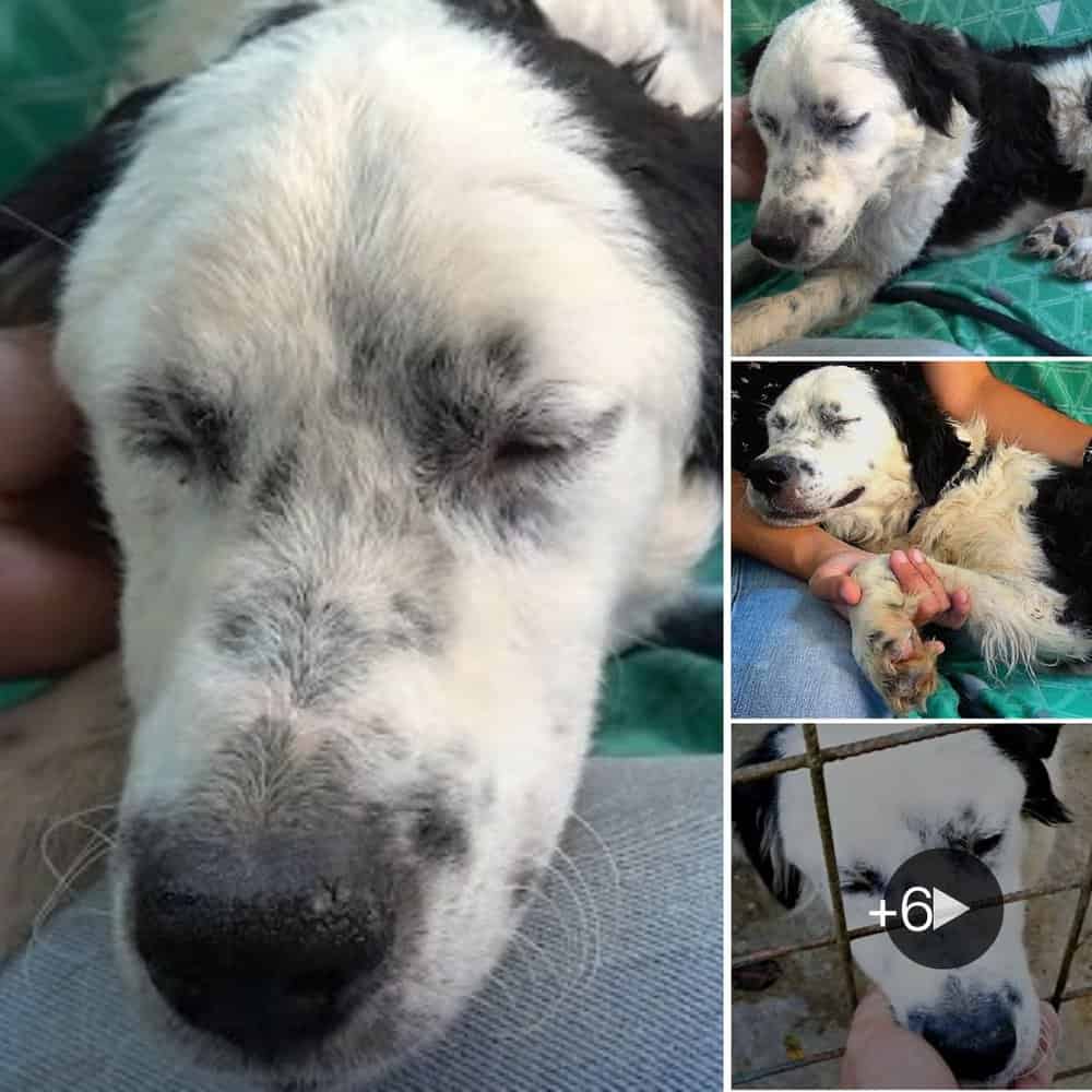 Heartwarming Rescued Dog Finds Peace On Rescuer's Lap