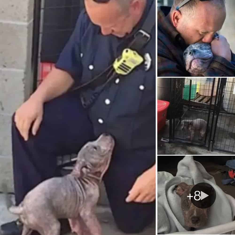 Heartwarming Reunion Firefighter Adopts The Puppy He Rescued