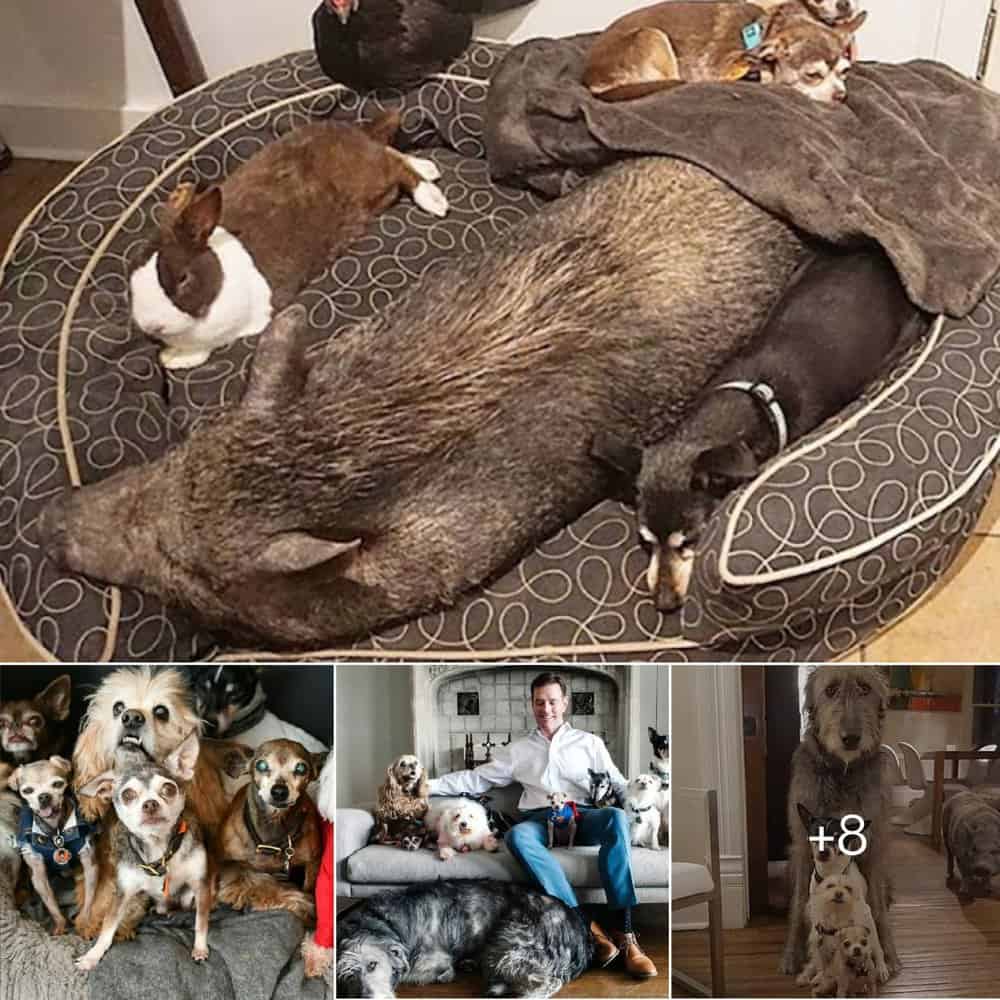 Heartwarming Story Man Dedicates Life To Adopting Senior Dogs In Need Of Homes