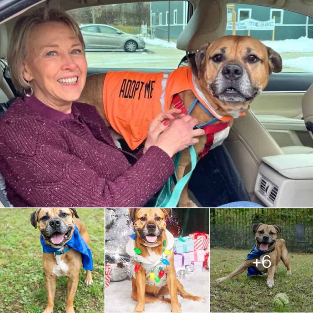 Heartwarming Story Senior Pup Finds Love And Joy After Long Wait