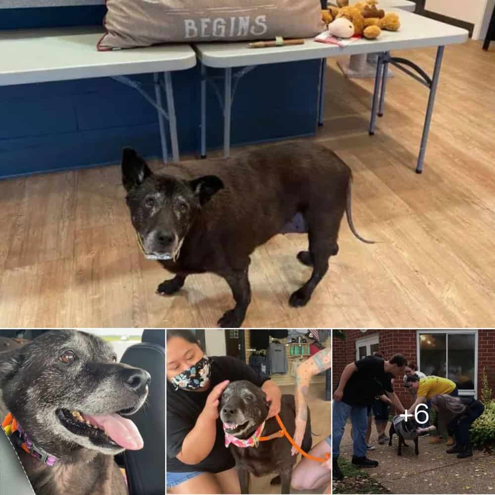 Heartwarming Tale Dog Left In Public Bathroom Finds New Hope And Home