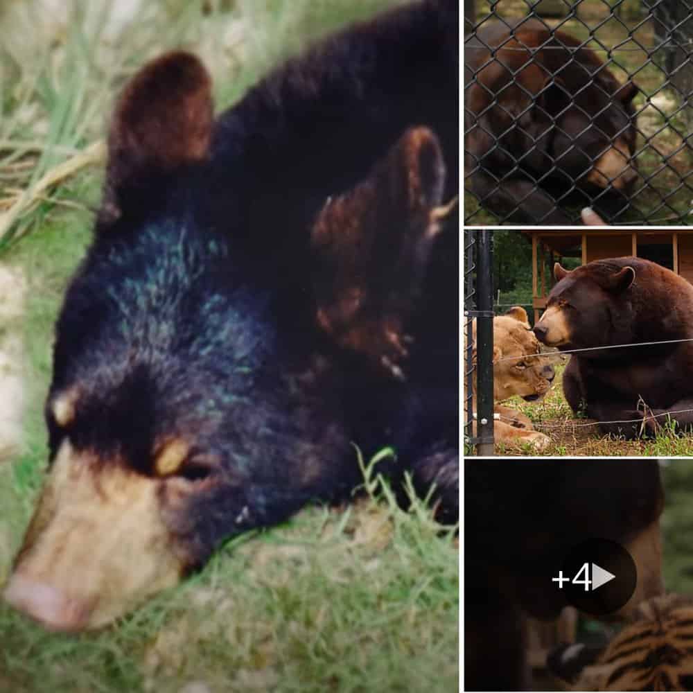 Heartwarming Tale Lion, Bear, And Tiger Forge Unlikely Friendship