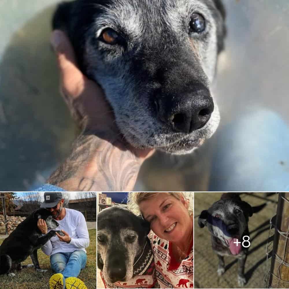 Heartwarming Tale Man Gives 16 Years Old Dog the Joyful Final Chapter