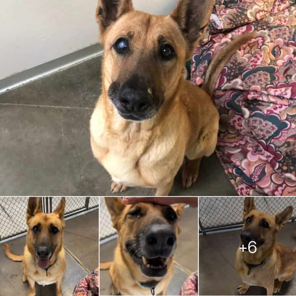 Heartwarming Tale Shelter Dog Waits A Year For A Loving Home