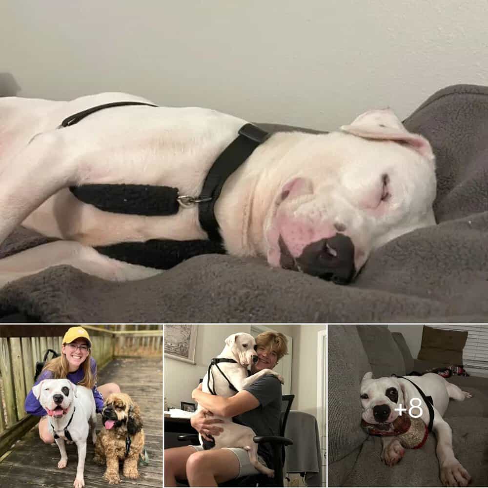 Heartwarming Tale Shelter Dog's Yearlong Wait Ends In Joyful Adoption