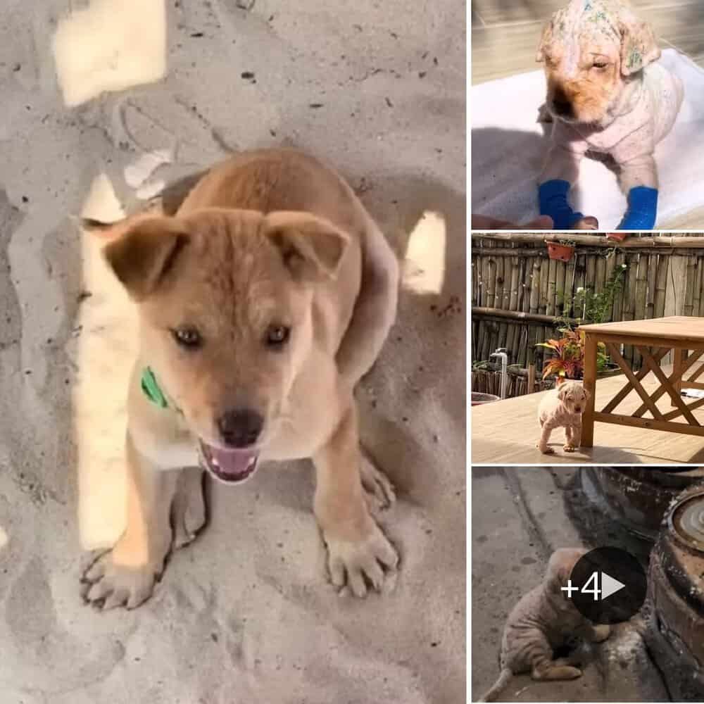 Heartwarming Tale Woman Rescues Abandoned, Sick Dog Left To Freeze