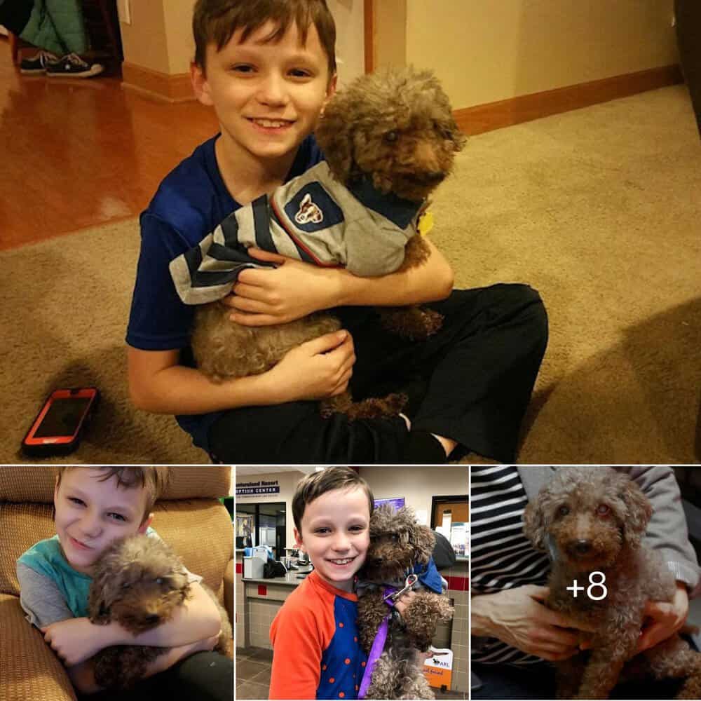 Heartwarming Tale Young Boy Adopts Elderly Shelter Dog, Brings Joy Until The End