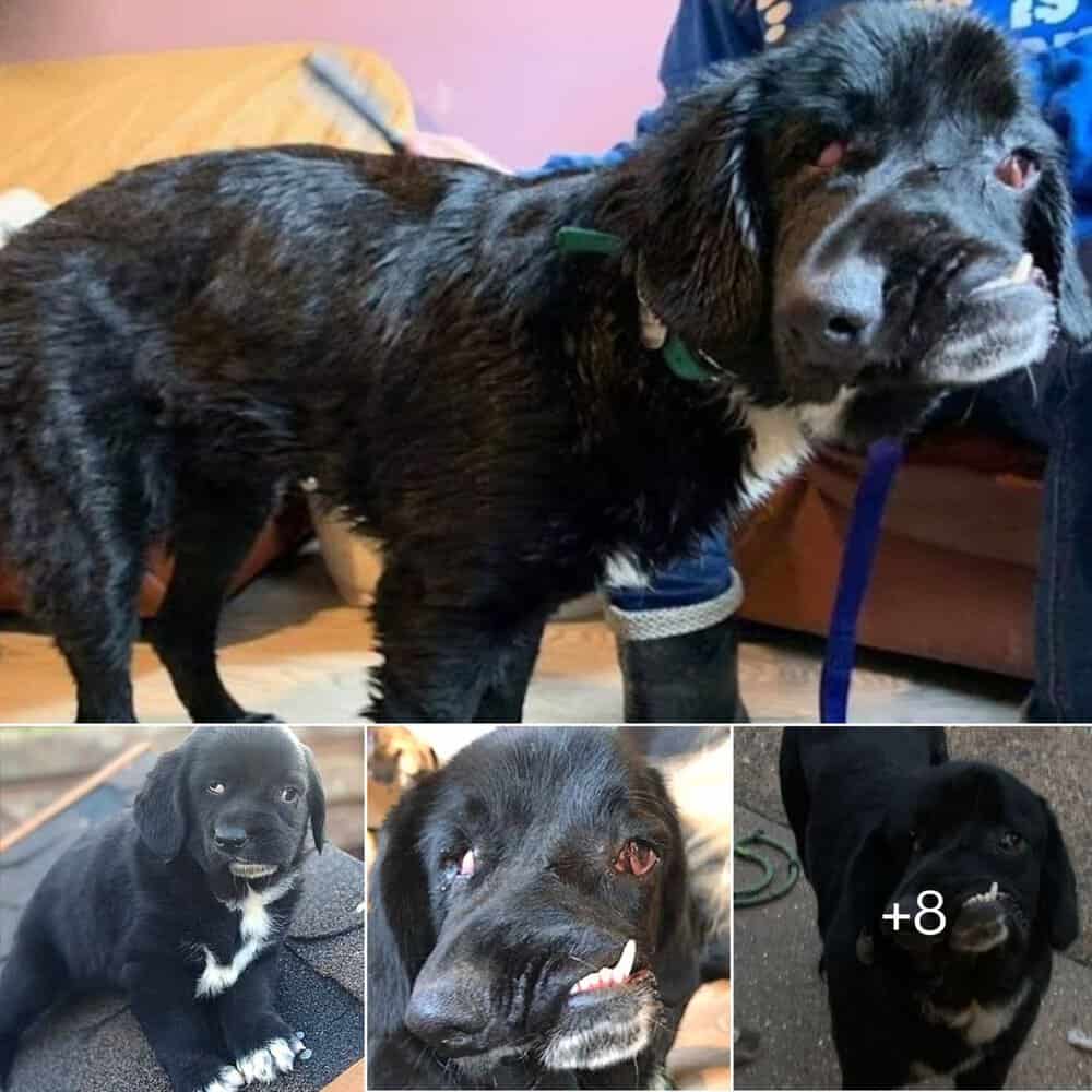 Heartwarming Tale Of Bethany, The Labrador With A Twist