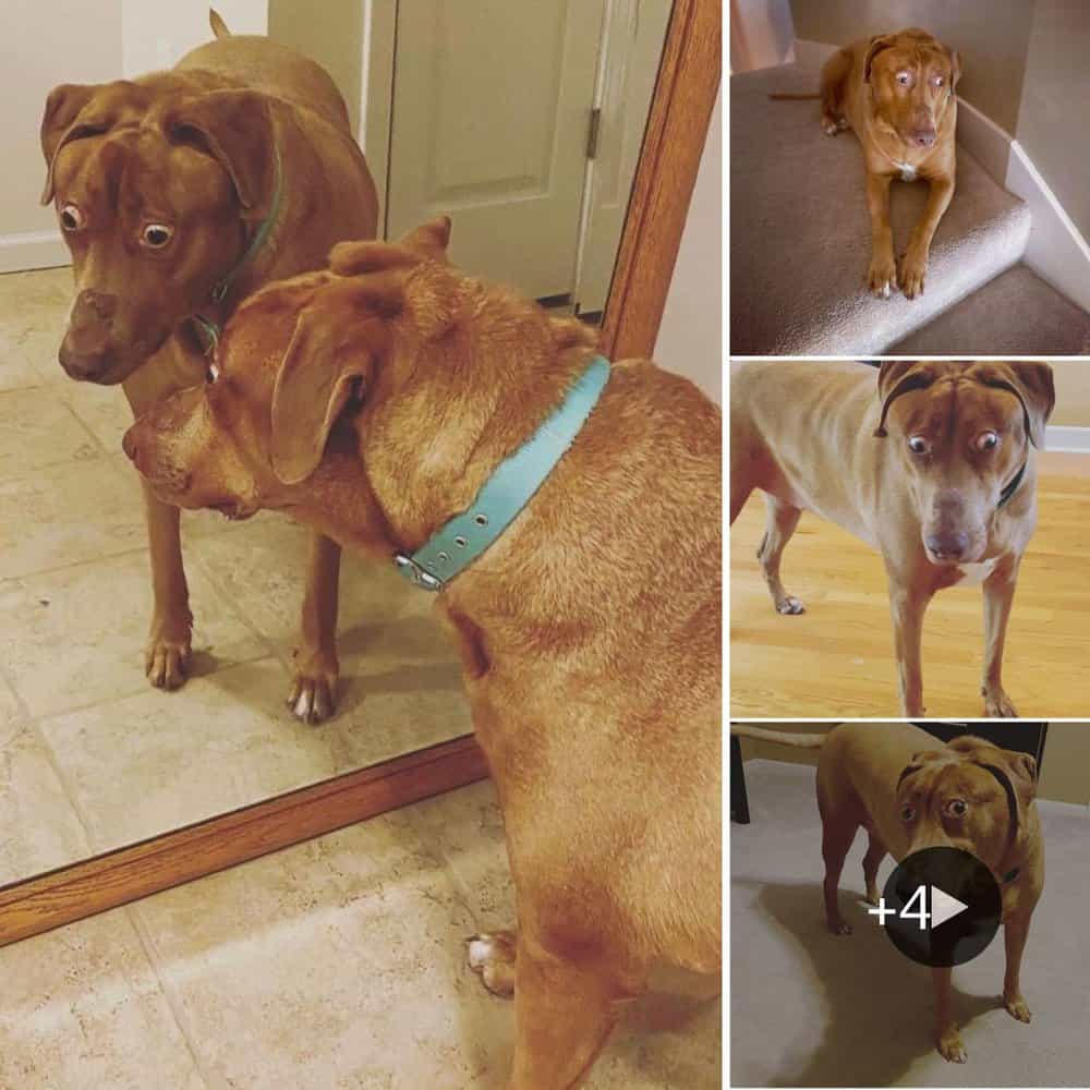 Heartwarming Tale Of A Unique Shelter Dog Named Belle