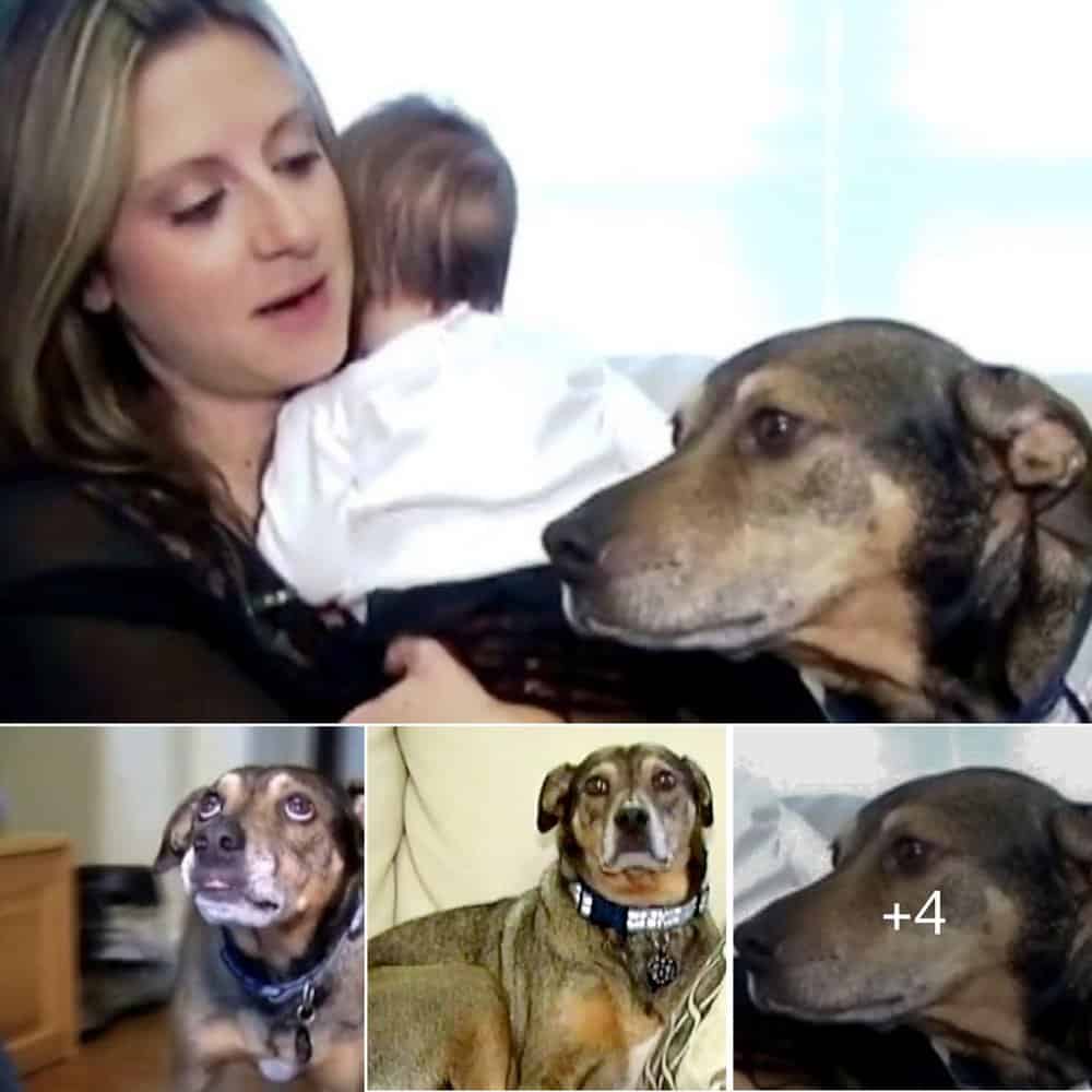 Hero Dog Saves Baby Adopted Canine's Midnight Alert Saves Family's Newborn