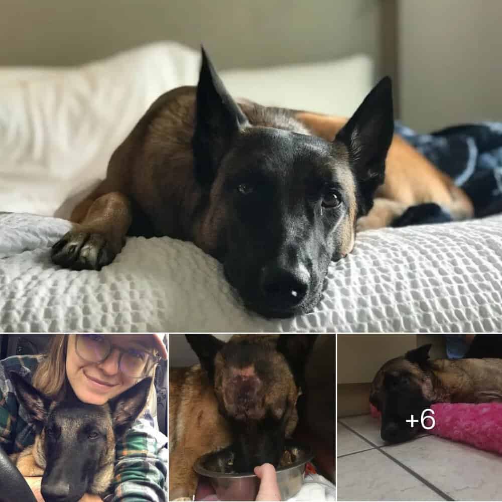 Heroic Belgian Malinois, Eva, Saves Owner From Mountain Lion Attack