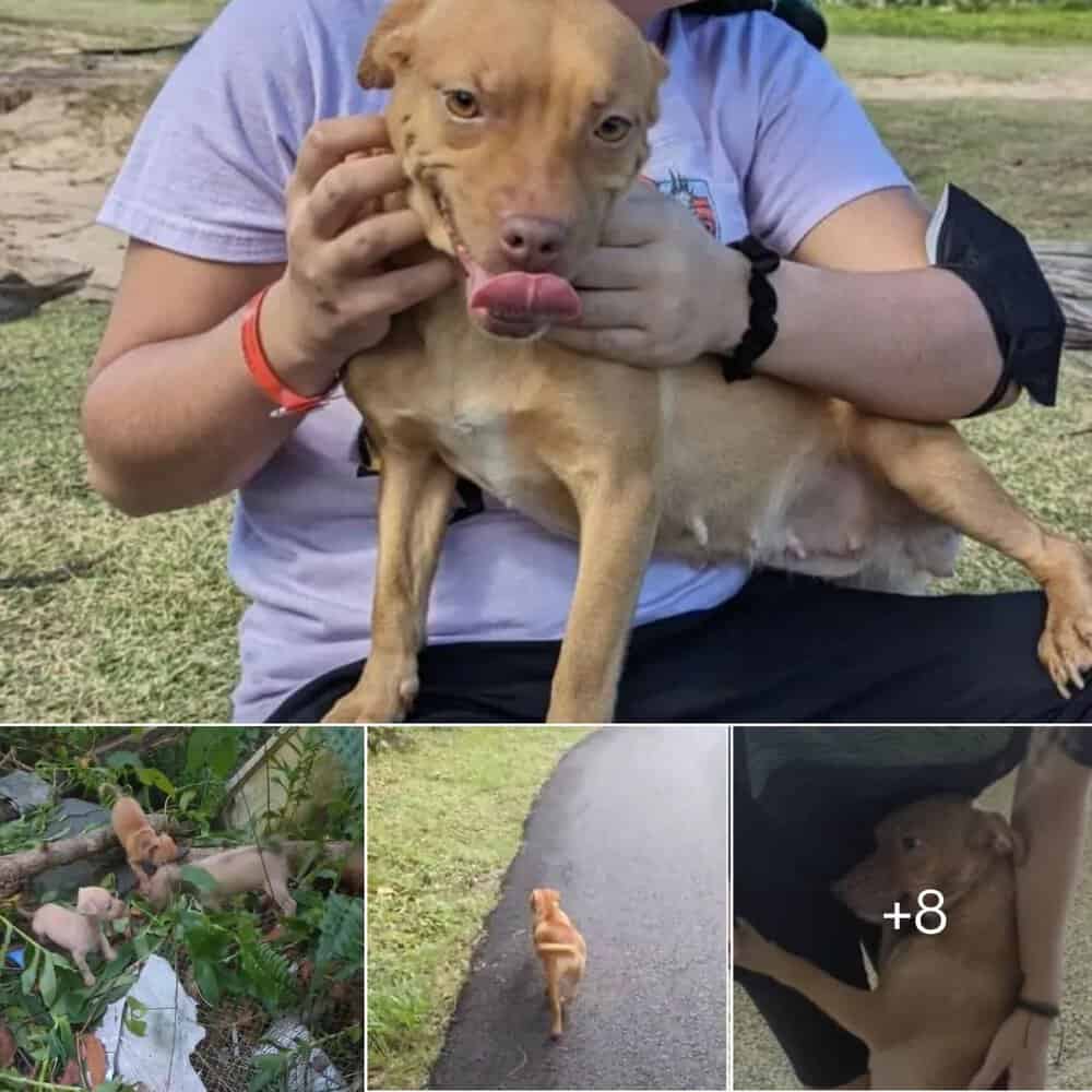 Heroic Nursing Dog Mom Leads Rescuer To Her Abandoned Puppies In Puerto Rico Forest