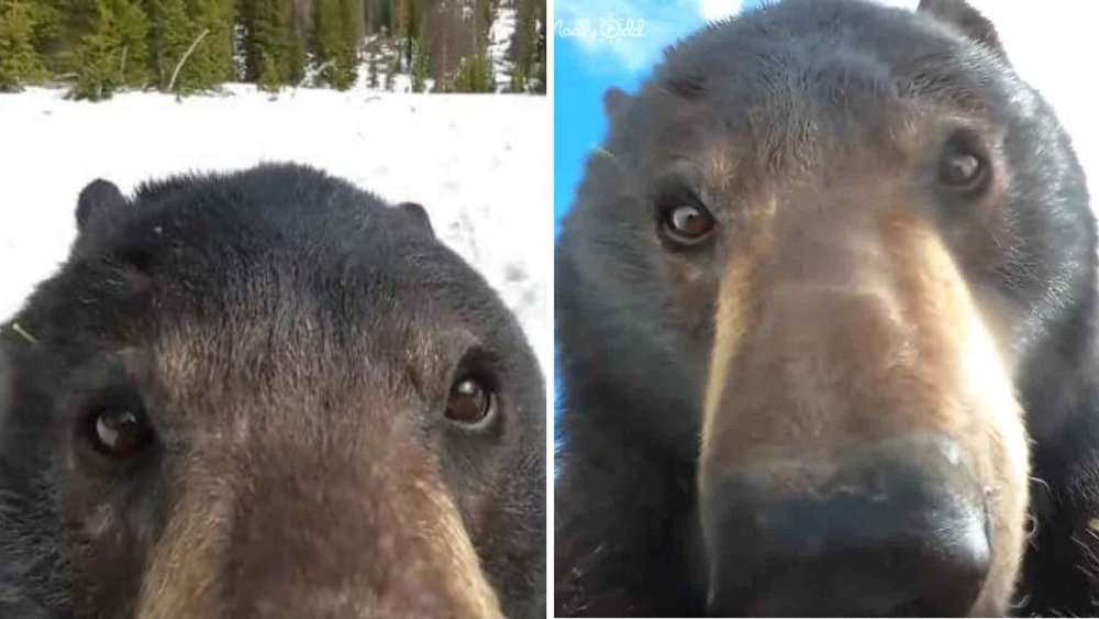 Hunter Discovers Lost Gopro Camera With Footage Captured By A Bear