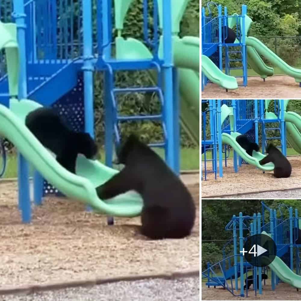 Mama Bear Teaches Cub to Play on Slide: A Playful Moment Captured in ...