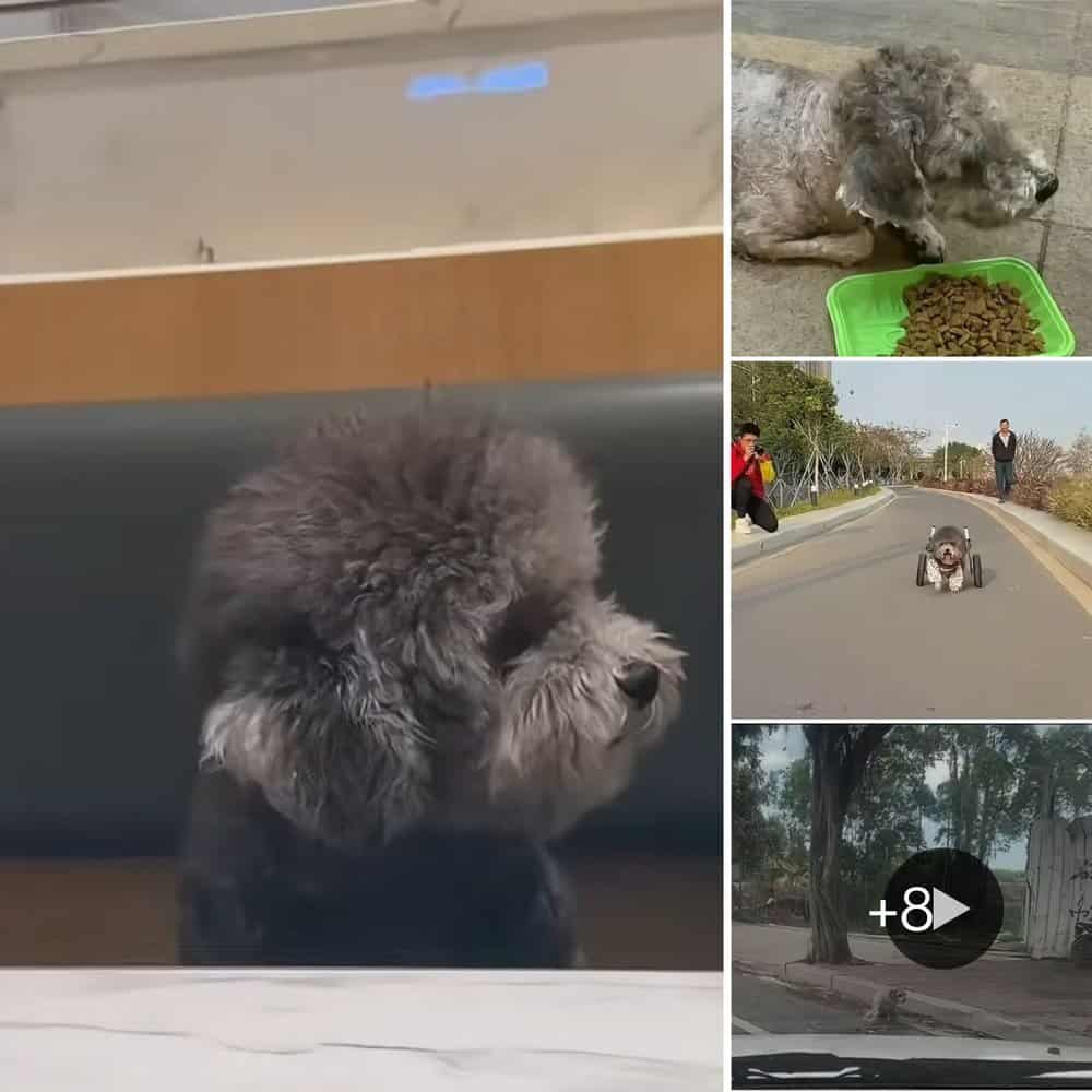 Man Rescues Disabled Stray Dog, Giving Him A New Lease On Life