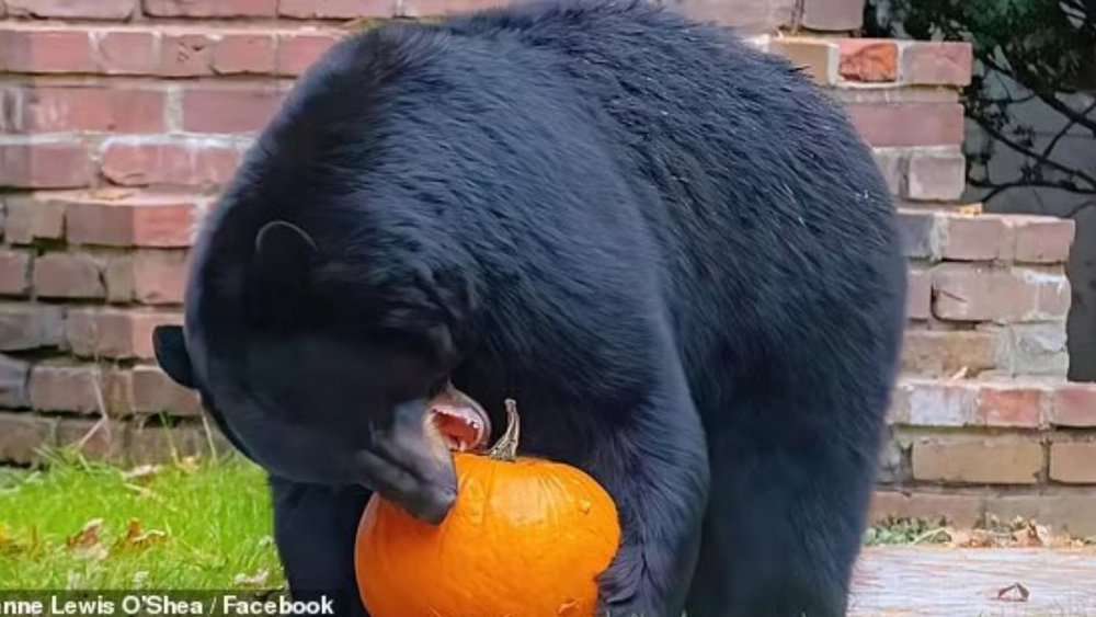 Massachusetts Black Bear Pumpkin Spared From Euthanasia After Public Outcry
