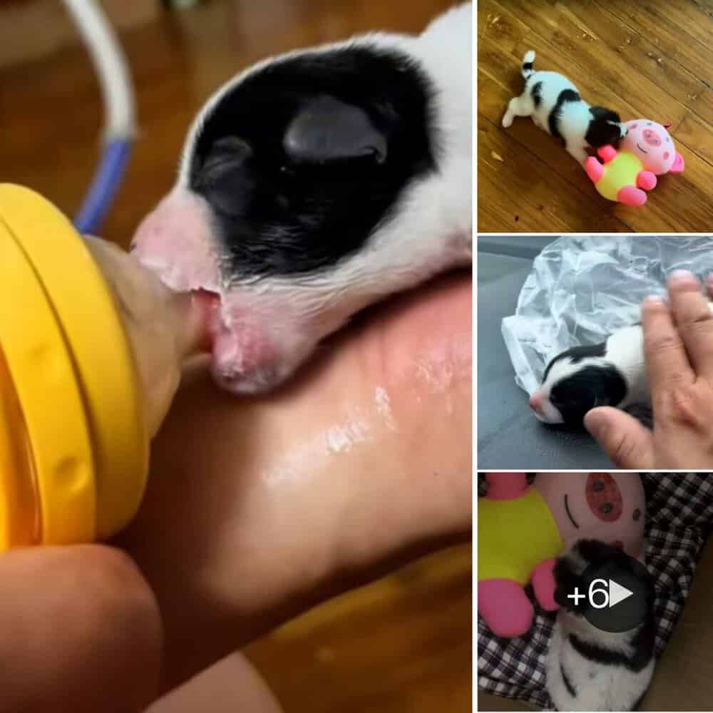 Miracle Puppy Found Abandoned On Roadside Defies Odds To Thrive