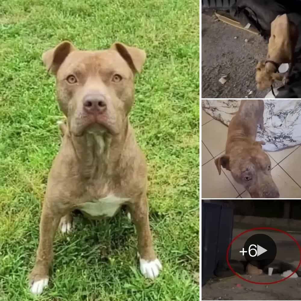 Miracle Recovery Abused Stray Dog Defies Odds With Incredible Rehabilitation