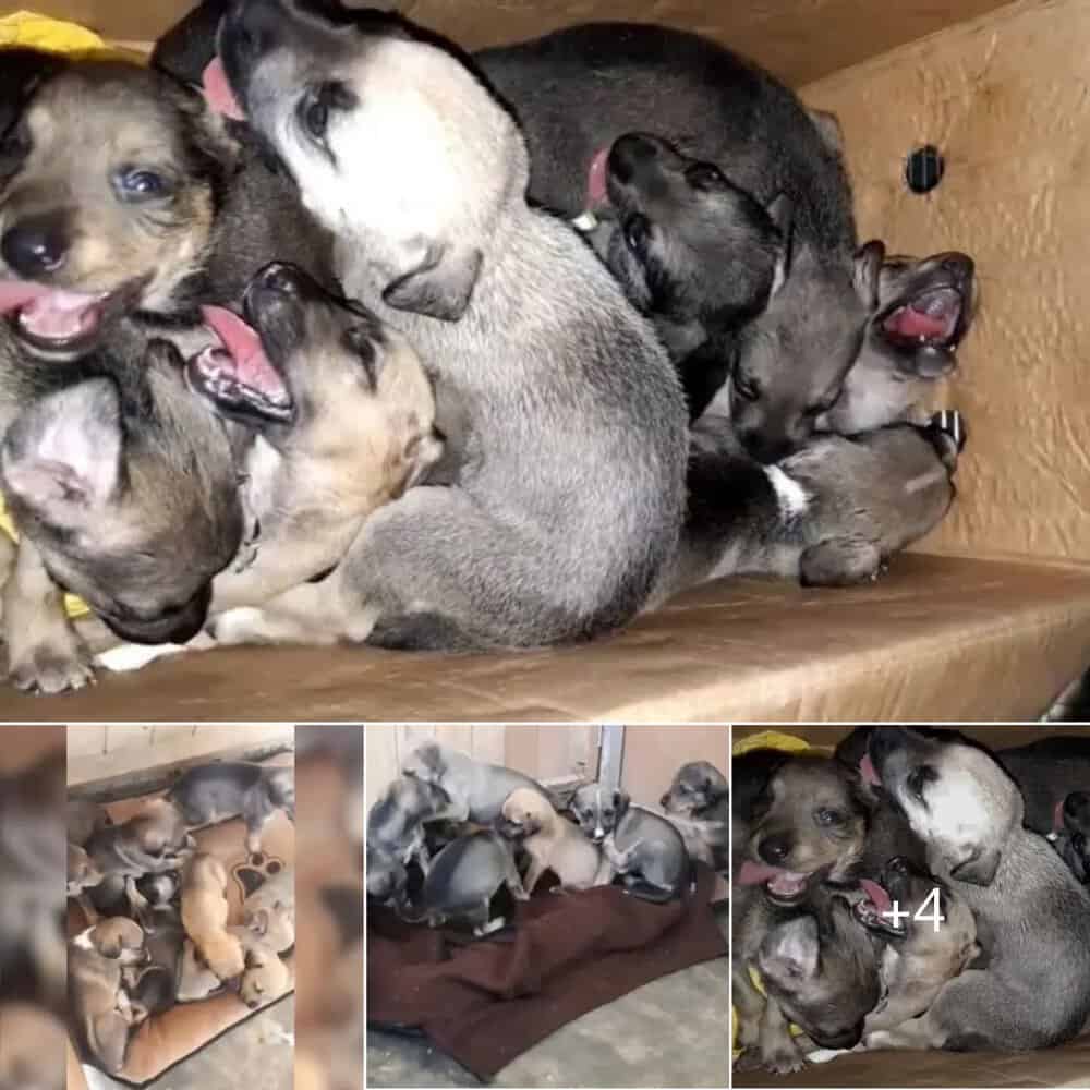 Miracle Rescue 8 Puppies Saved From Trash Can Hell