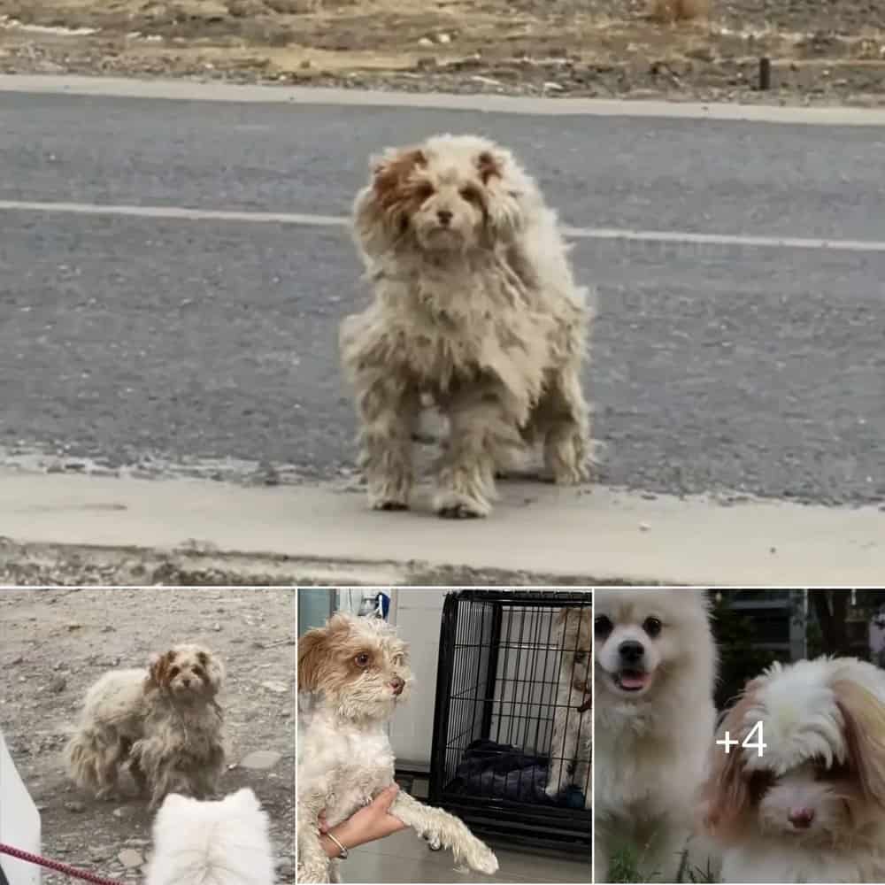 Miracle Rescue Woman Saves Matted Dog Abandoned By A Busy Road