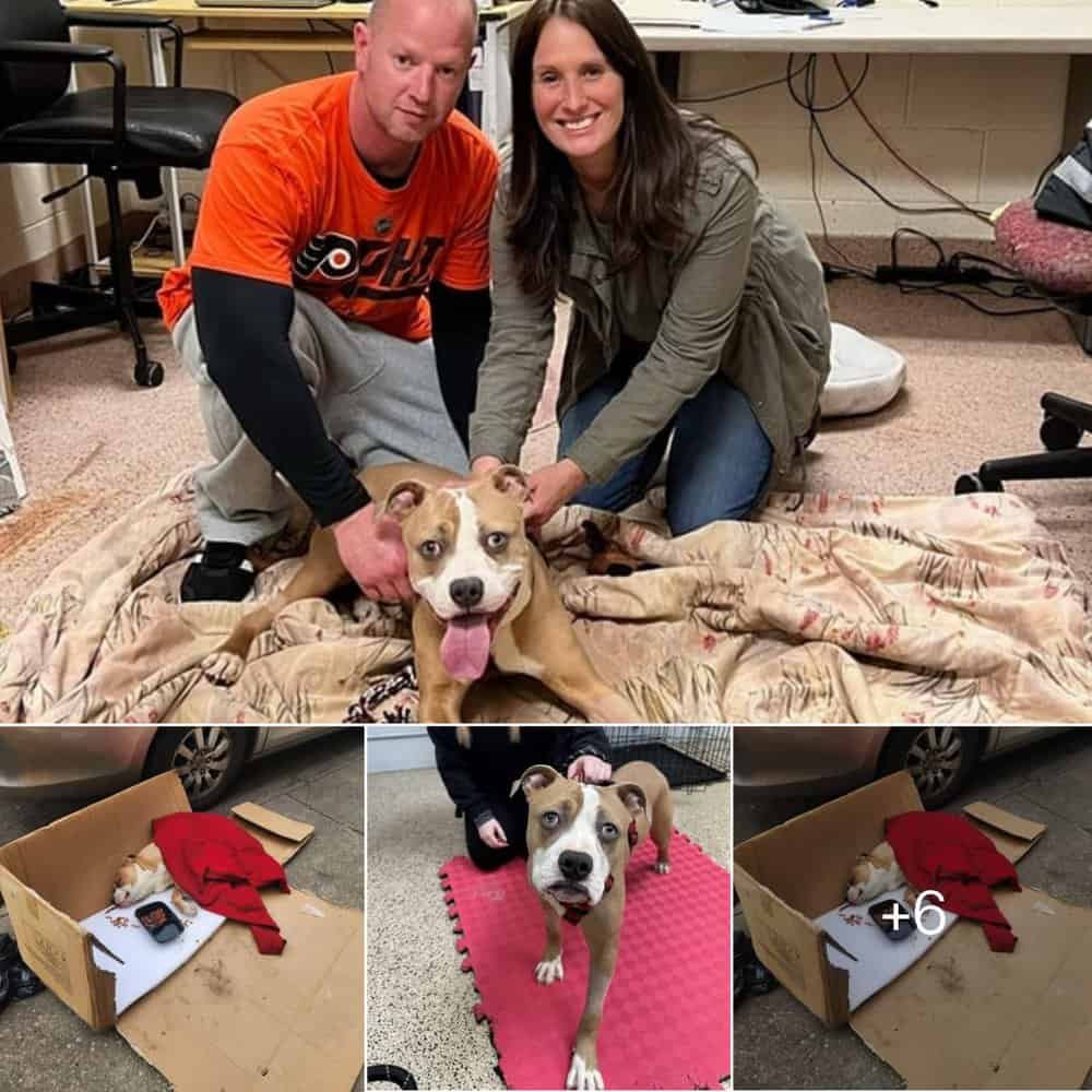 Miraculous Recovery Paralyzed Pittie Finds Love After Being Discarded In A Trash Bag