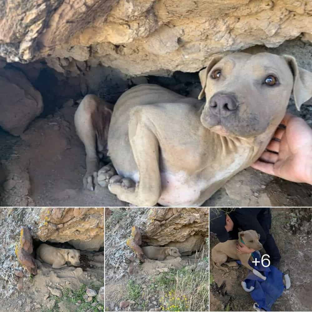 Miraculous Rescue Hiker Discovers Abandoned Dog On Arizona Mountain