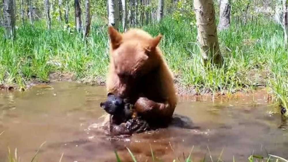 Orphaned Bear Cub Caught On Trail Cam Playing In A Pond With Toy Bear