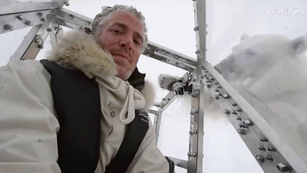 Polar Bear's Terrifying Attempt To Reach Bbc Journalist Captured On Video