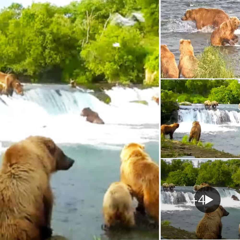 Fat Bears Headline: Mother Bears Shine in Record Salmon Run