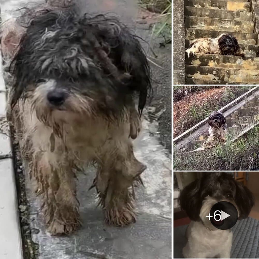 Rescued Dog Finds Hope After Months Of Neglectt