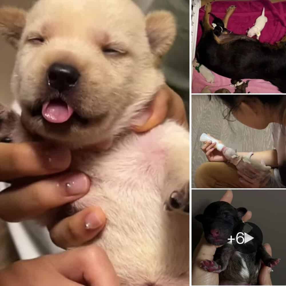 Rescued Pregnant Dog Finds New Life And Love A Heartwarming Tale