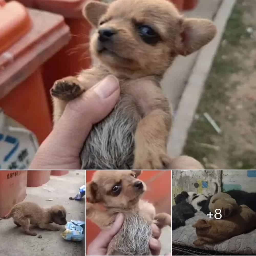 Rescued Puppy Finds Love From Trash Can To Loving Home